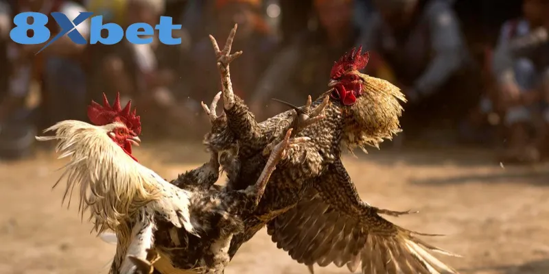 Phân Biệt Chi Tiết Giữa Đá Gà Thomo Và Đá Gà Cựa Sắt Đá gà cựa sắt mang đến giây phút giải trí kịch tính