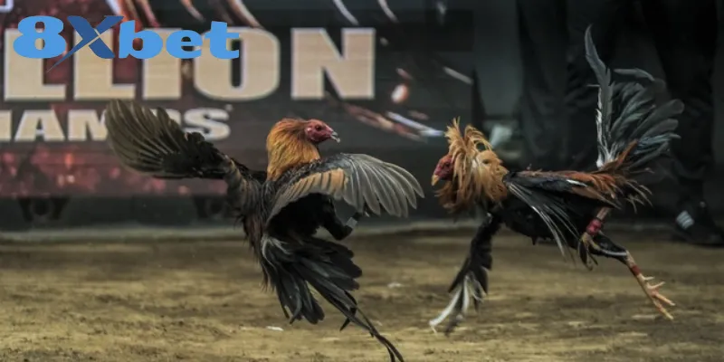 Phân Biệt Chi Tiết Giữa Đá Gà Thomo Và Đá Gà Cựa Sắt Giá trị văn hóa và tinh thần đặc sắc của chọi gà