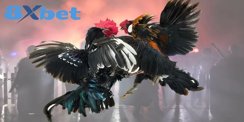 Phân Biệt Chi Tiết Giữa Đá Gà Thomo Và Đá Gà Cựa Sắt So sánh chi tiết đá gà Thomo và đá gà cựa sắt